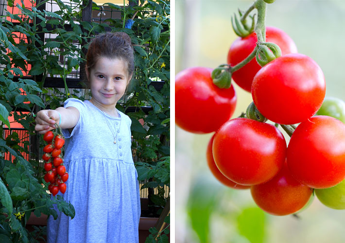 Snackgemüse für den Balkon