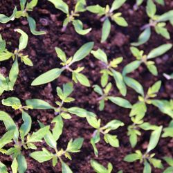 Freilandgemuese-Wolfsburg