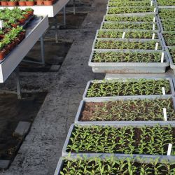 Gemuesejungpflanzen-Wolfsburg