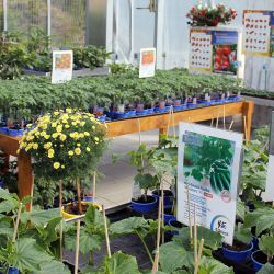 Salatgurken-Wolfsburg