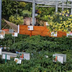 Tomatenpflanzen-Wolfsburg