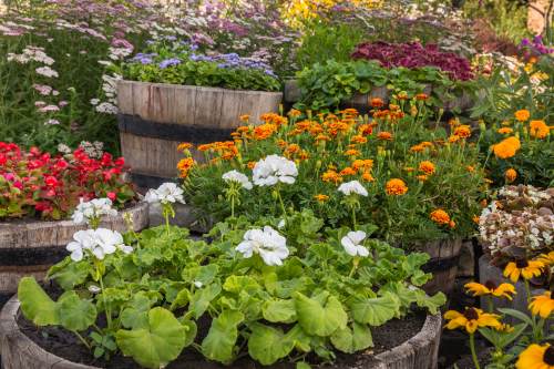 <br />
<b>Warning</b>:  Undefined property: stdClass::$img_alt_tag in <b>/var/www/virtual/blumenhof-neubokel.de/htdocs/modules/mod_uk_grid/tmpl/default.php</b> on line <b>64</b><br />
