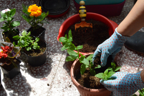 <br />
<b>Warning</b>:  Undefined property: stdClass::$img_alt_tag in <b>/var/www/virtual/blumenhof-neubokel.de/htdocs/modules/mod_uk_grid/tmpl/default.php</b> on line <b>64</b><br />
